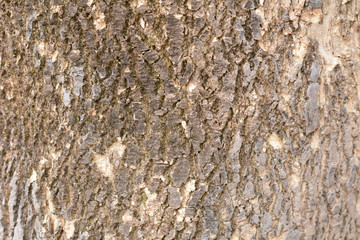 Background of tree bark