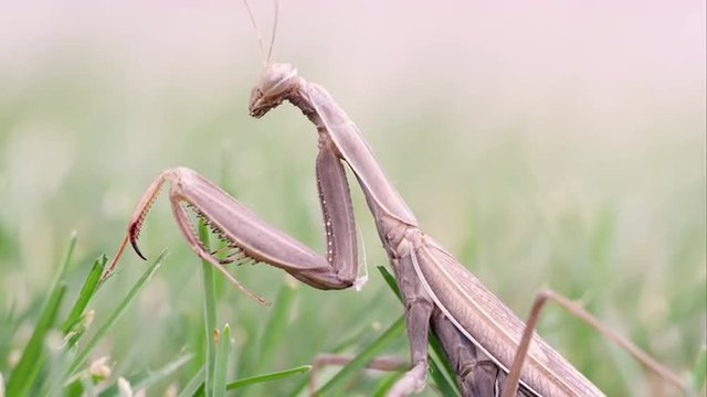 Praying mantis in grass brushed by a finger.