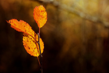 amazing beautiful orange autumn leaves in the sunshine on the ba