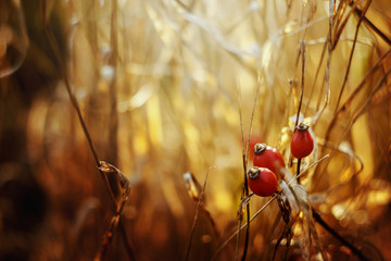 beautiful natural fresh red berries of dog-rose on a branch and