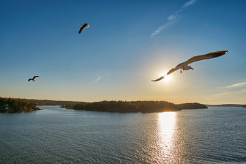 Fototapeta na wymiar Sea Gull flying into sunrays