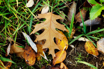 amazing beautiful yellow and brown autumn leaves and green grass