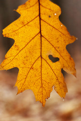 beautiful yellow autumn leaf with heart shaped tear hanging on t