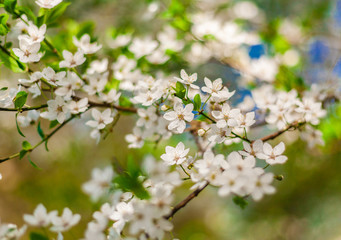 White flowers of apple