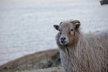 Sheep in the Faroese wilderness on a winters day 