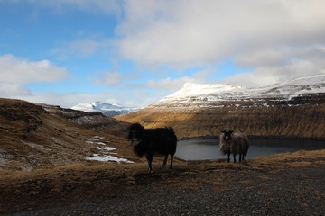 Fototapeta premium The nature of the Faroe Islands 