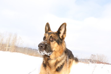 Собака немецкая овчарка со снежной мордой зимним днем
