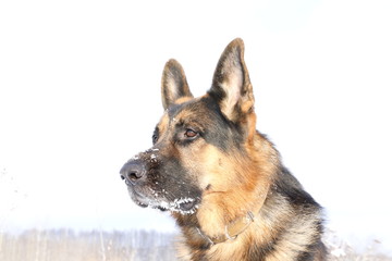 Собака немецкая овчарка со снежной мордой зимним днем