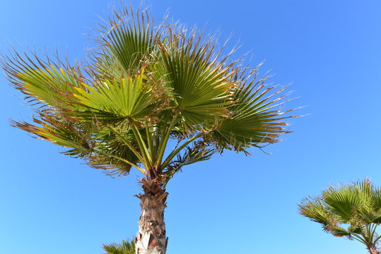 Hanfpalme in Marokko