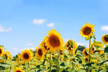 Sunflower (Helianthus) field
