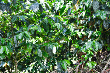 Coffee trees with coffee beans in the plantations of Honduras