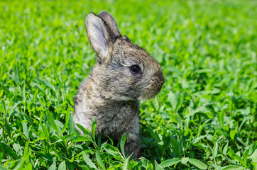 Little gray rabbit on the green lawn