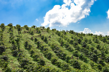 Coffee plantations in the highlands of western Honduras