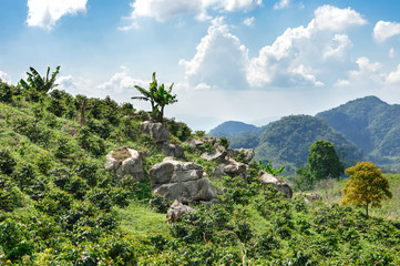 Coffee plantations in the highlands of western Honduras - obrazy, fototapety, plakaty