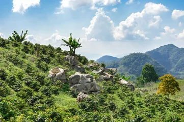Foto op Aluminium Coffee plantations in the highlands of western Honduras © travelphotos