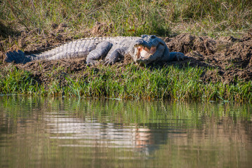 Huge crocodile taking sun in Chitwan National Park, Nepal © Fominayaphoto