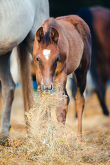 Foal eating hay near mare