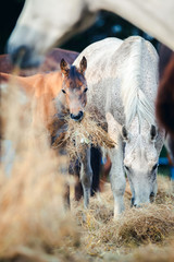 Arabian mare with foal eating hay outdoor