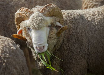 Plakaty  samiec owiec merynosów jedzących trawę ruzi na wiejskiej farmie ranczo