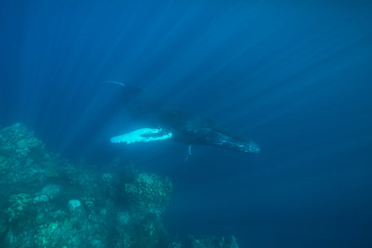 Humpback Whale and Reef