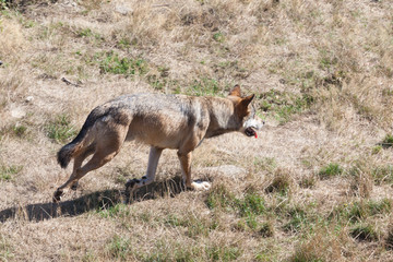 European Grey Wolf, Canis lupus lupus, running through dry grass in pursuit of prey in a hot dry European summer