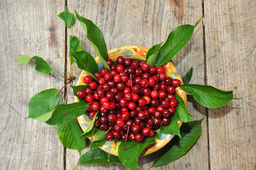 Wild cherries with their leaves