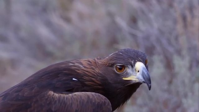 Tight shot of golden eagle's head looking around.