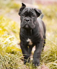 Cane corso puppy