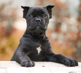 cane corso puppy