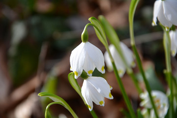 Schneeglöckchen in Blüte