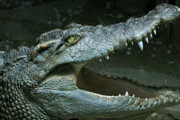 Crocodile in monochrome except for eye