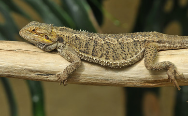 Chilled out lizard
