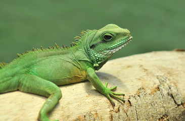 Iguana Relaxing