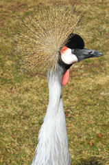 Fototapeta premium Crane