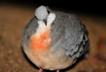 Bleeding heart pigeon