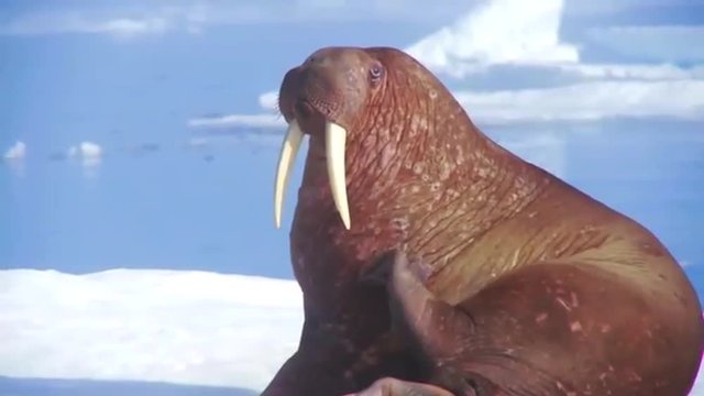 Walrus live in a natural ice habitat in the Arctic.