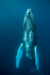 Naklejka premium Humpback Whale Rising Vertically