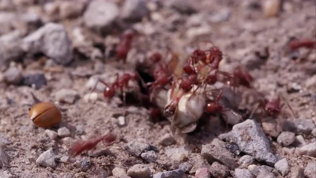 Dozen fire ants swarming a grasshopper.