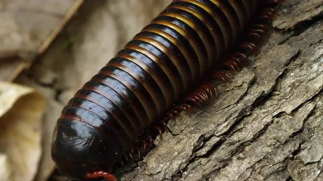 Macro shot of an African Strap Millipede crawling down some bark.