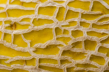 Fototapeta premium Cantelope Skin Detail