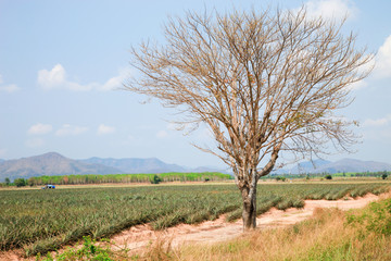 Landscape natural pineapple farm
