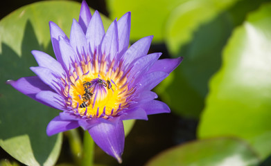 Colorful blooming purple (violet) water lily (lotus) with bee is trying to keep nectar pollen from it. The view captured at a lotus pond in Thailand. Lotus flower in Asia is important culture symbol