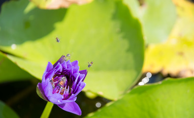 Colorful blooming purple (violet) water lily (lotus) with bee is trying to keep nectar pollen from it. The view captured at a lotus pond in Thailand. Lotus flower in Asia is important culture symbol