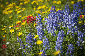 Wildflowers on Mt. Baker. A colorful carpeting of wildflowers decorates the hillside of Mt. Baker, Washington along the Heliotrope Ridge hiking trail. Lupine, Indian Paintbrush, and Yellow Asters. © LoweStock