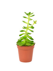 Succulent plant sempervivum