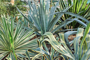 Obraz premium Succulent plant agave