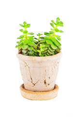 Succulent plant sempervivum