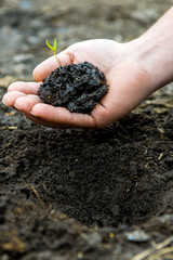 young green sprout in the hands of
