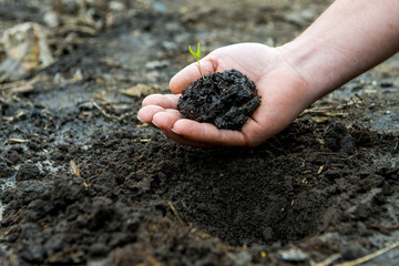 young green sprout in the hands of