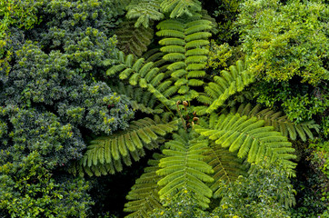 ヒカゲヘゴの林